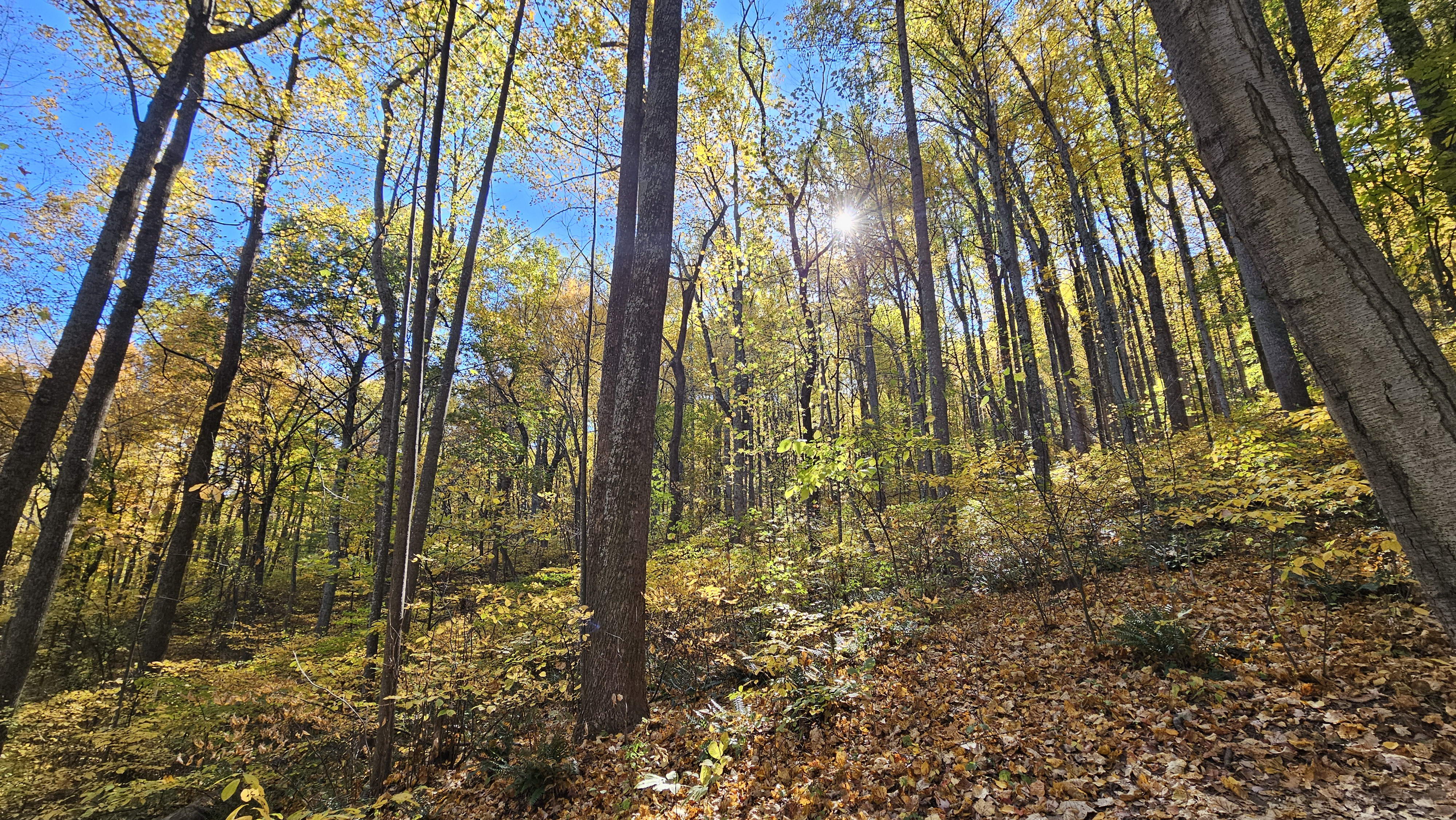 Best time to hike Shenandoah National Park — fall foliage, summer heat, crowds and trail picks